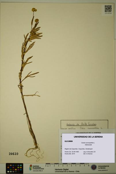 Cotula coronopifolia [Espécimen: ULS:ULS:0020639]