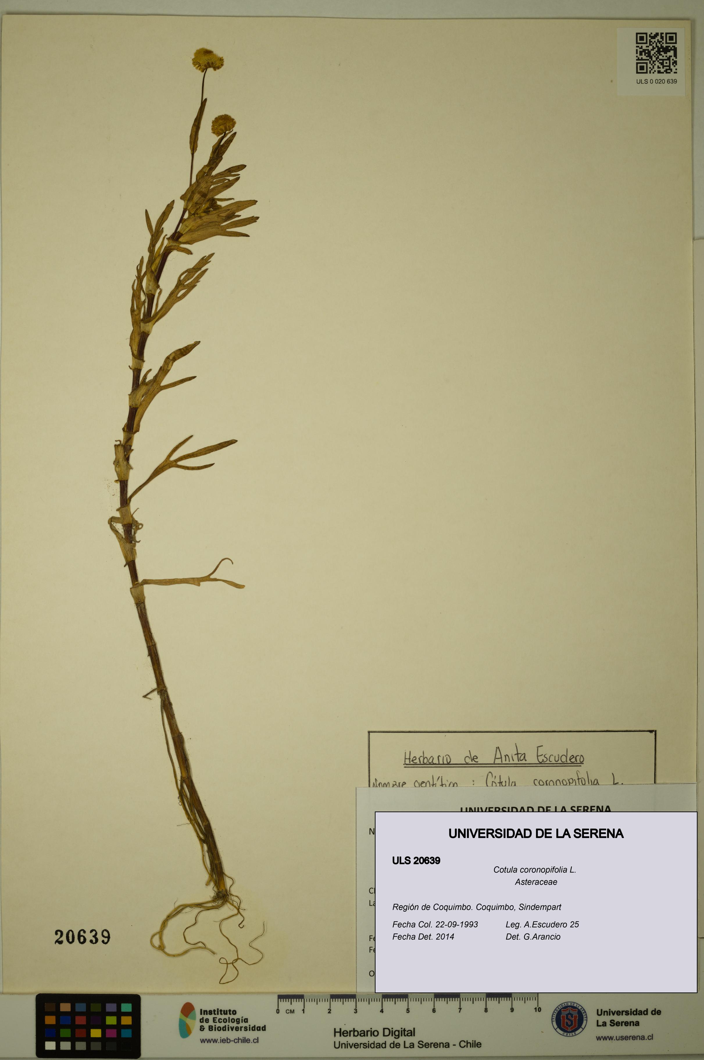 Cotula coronopifolia [Espécimen: ULS:ULS:0020639]