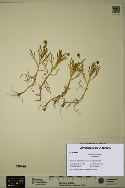 Cotula coronopifolia [Espécimen: ULS:ULS:0020640]