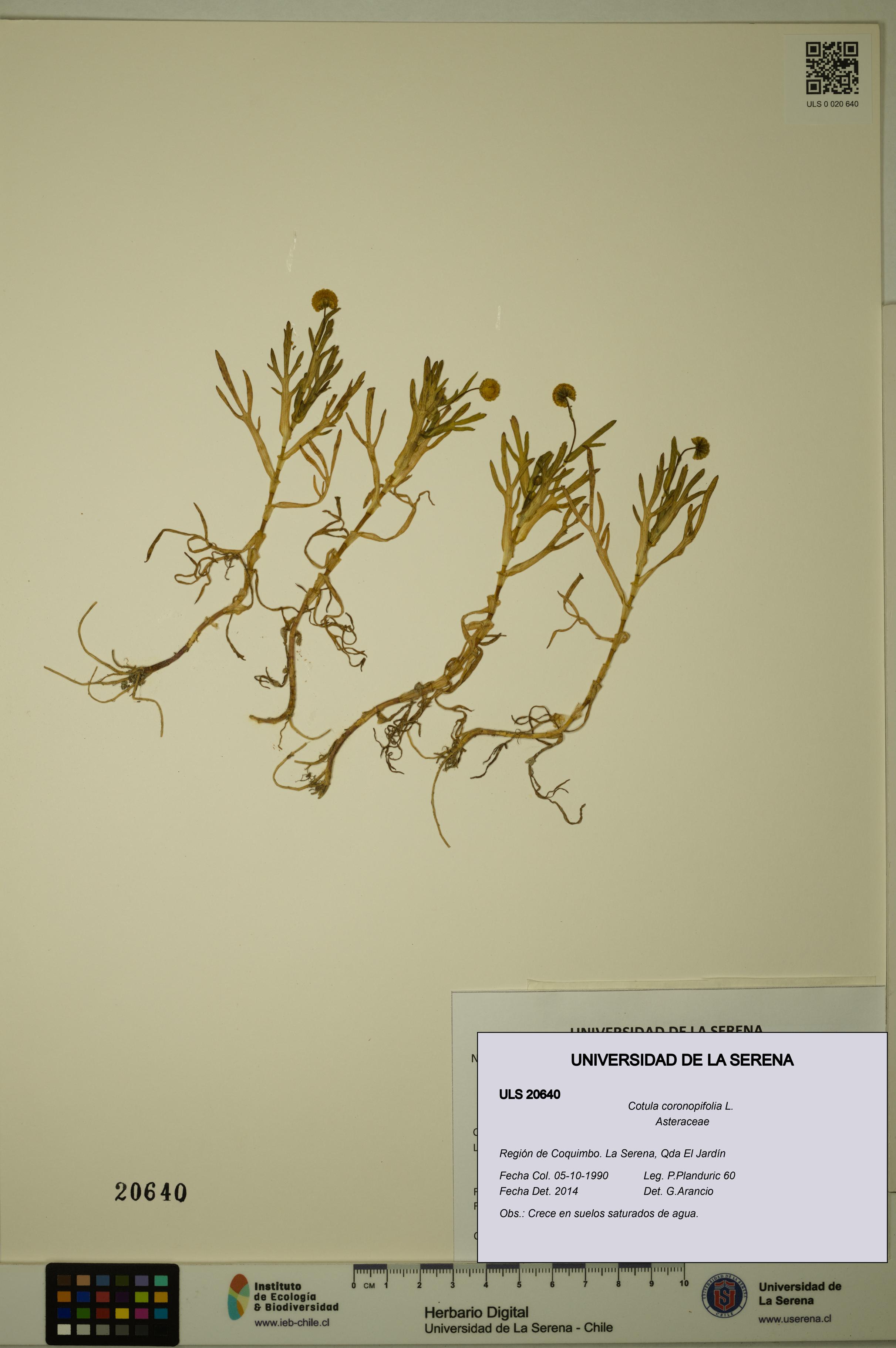 Cotula coronopifolia [Espécimen: ULS:ULS:0020640]