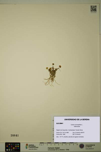Cotula coronopifolia [Espécimen: ULS:ULS:0020641]