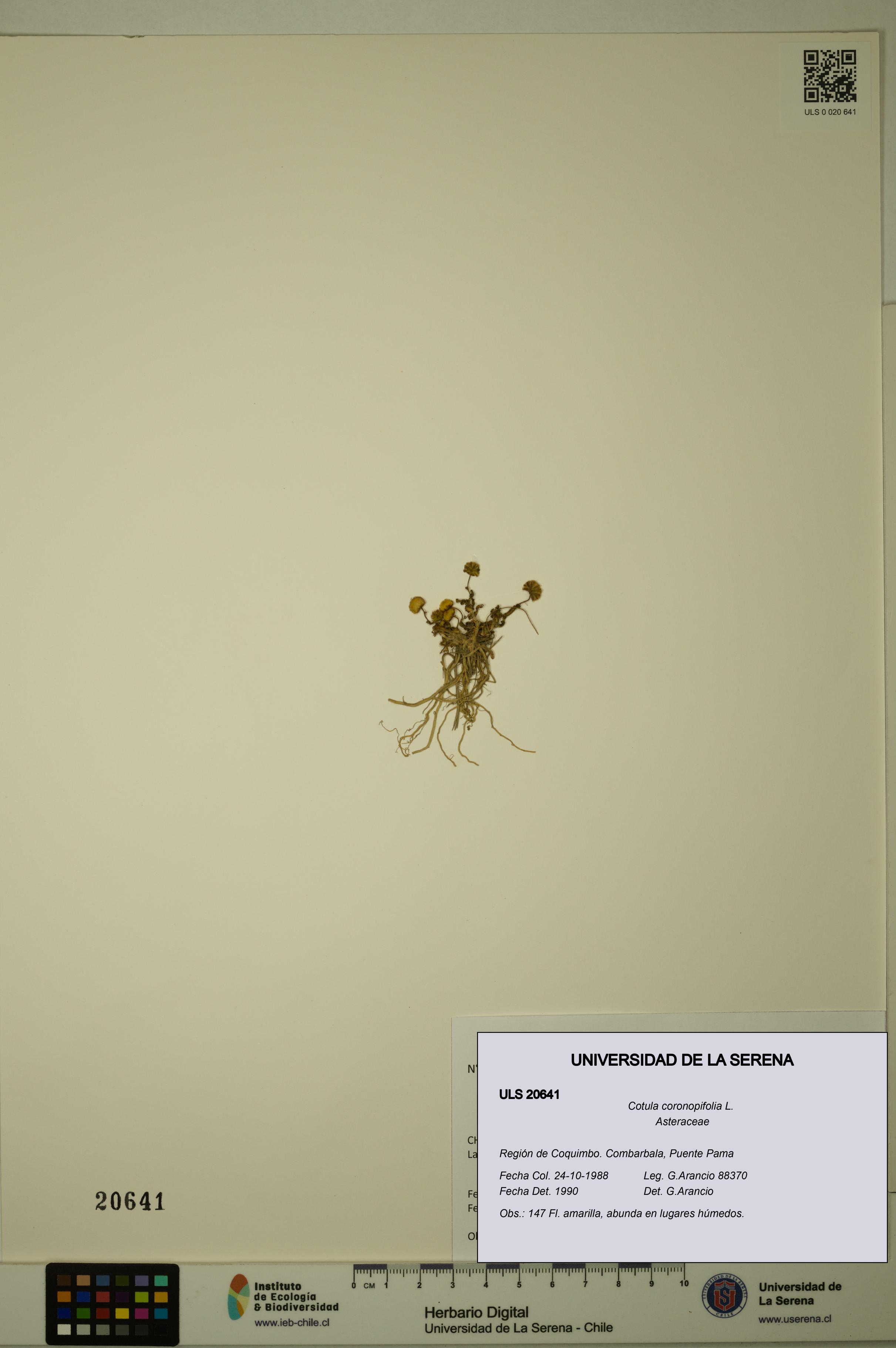 Cotula coronopifolia [Espécimen: ULS:ULS:0020641]