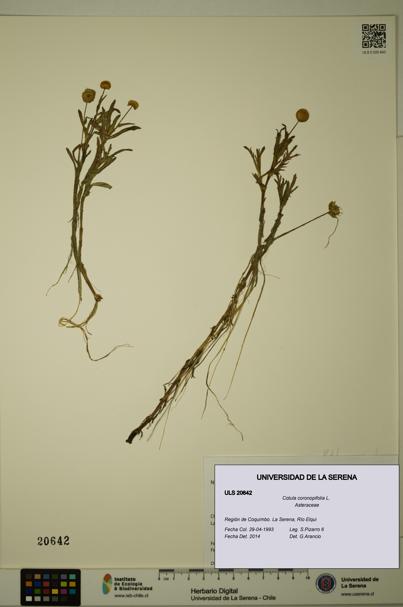 Cotula coronopifolia [Espécimen: ULS:ULS:0020642]