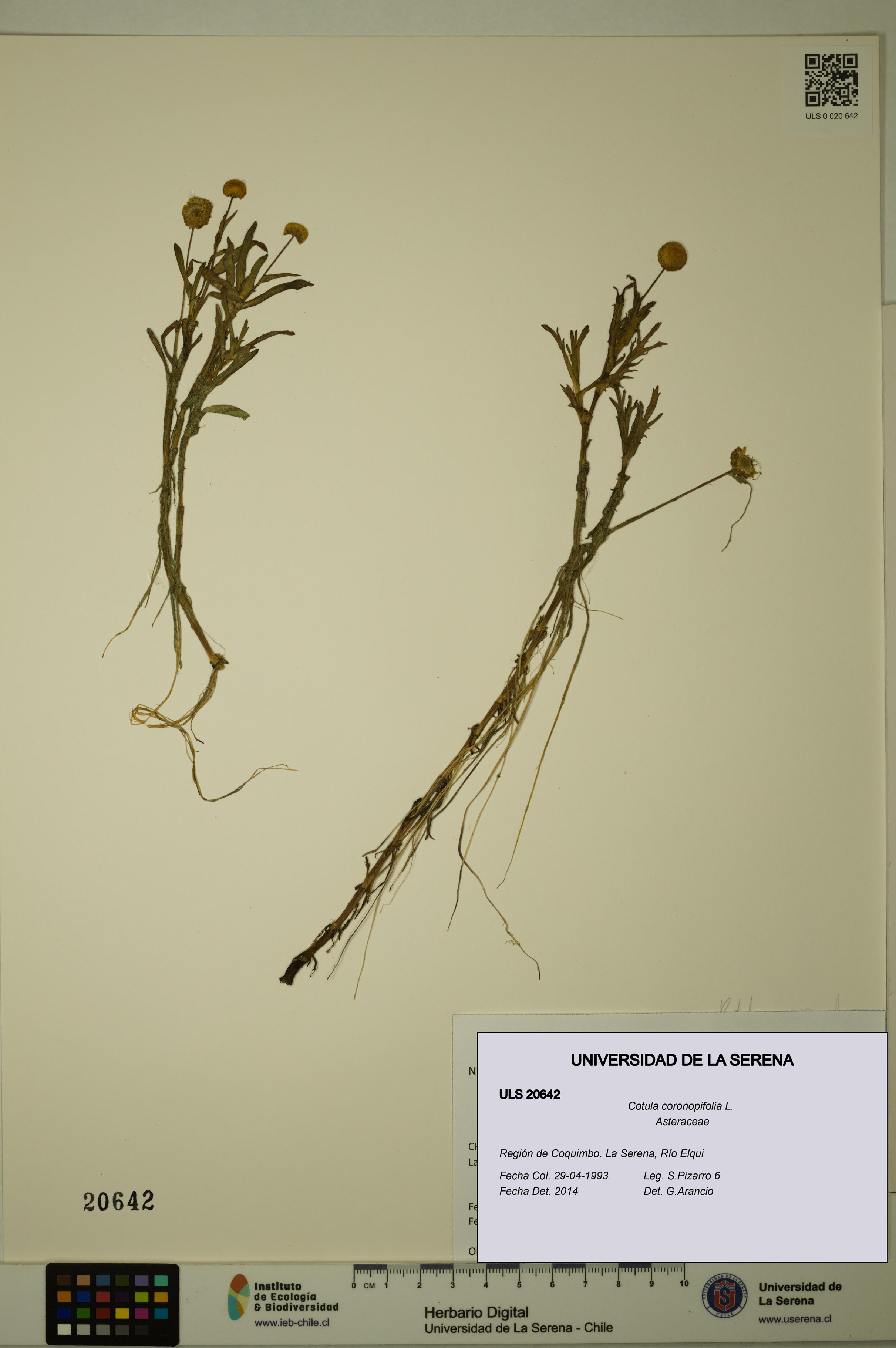 Cotula coronopifolia [Espécimen: ULS:ULS:0020642]