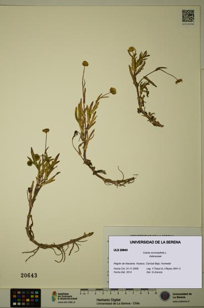 Cotula coronopifolia [Espécimen: ULS:ULS:0020643]