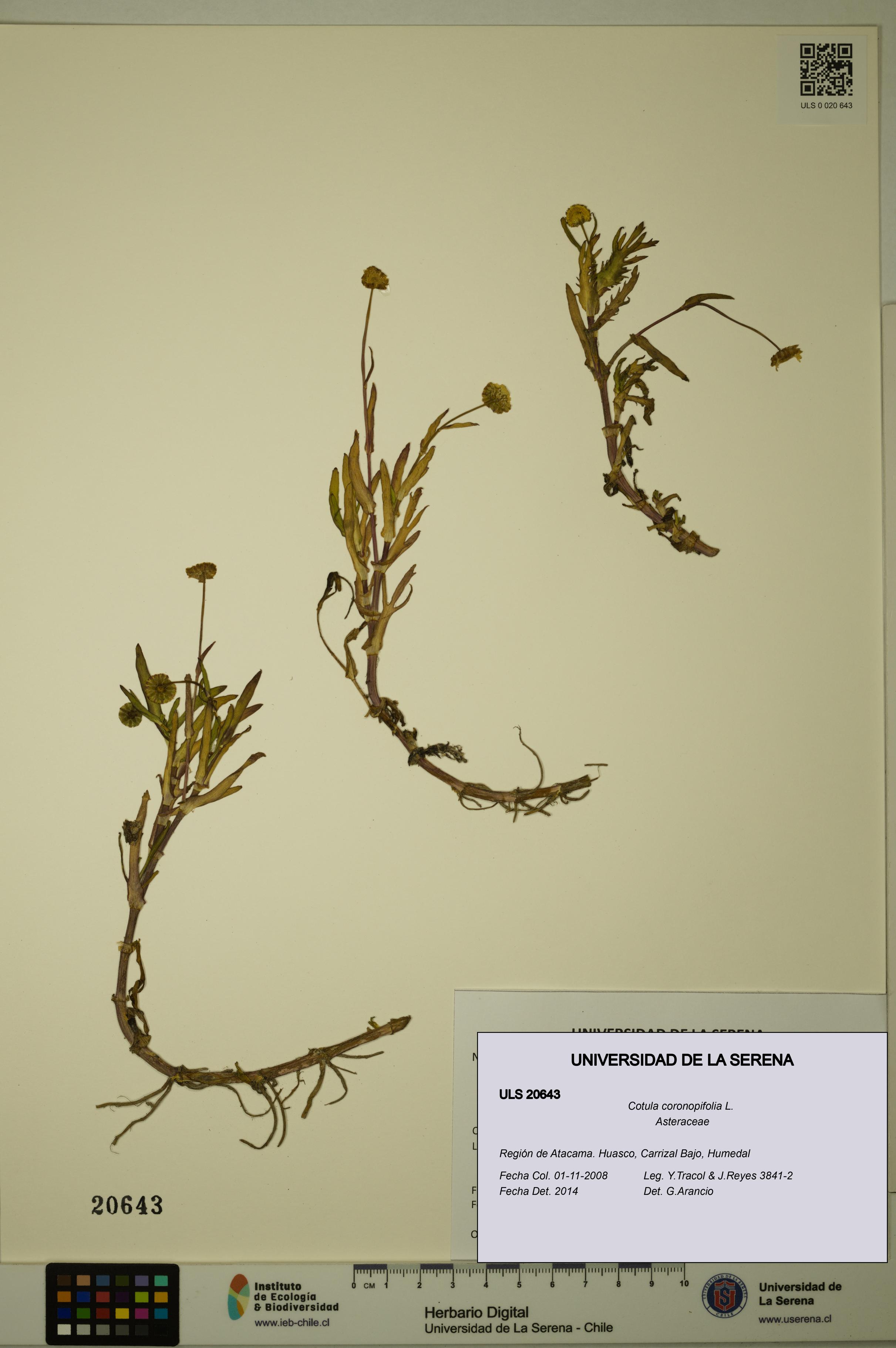 Cotula coronopifolia [Espécimen: ULS:ULS:0020643]