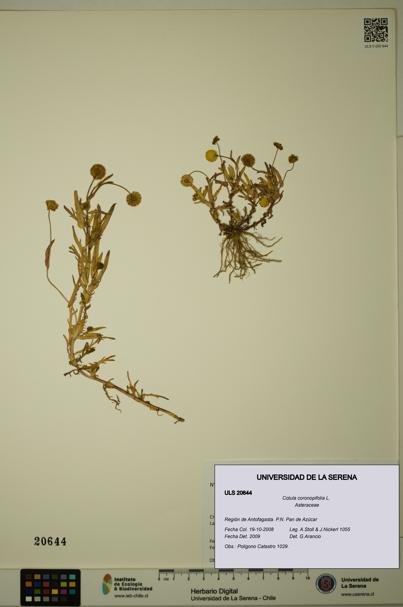 Cotula coronopifolia [Espécimen: ULS:ULS:0020644]