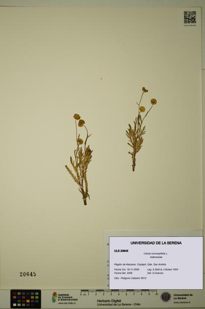 Cotula coronopifolia [Espécimen: ULS:ULS:0020645]