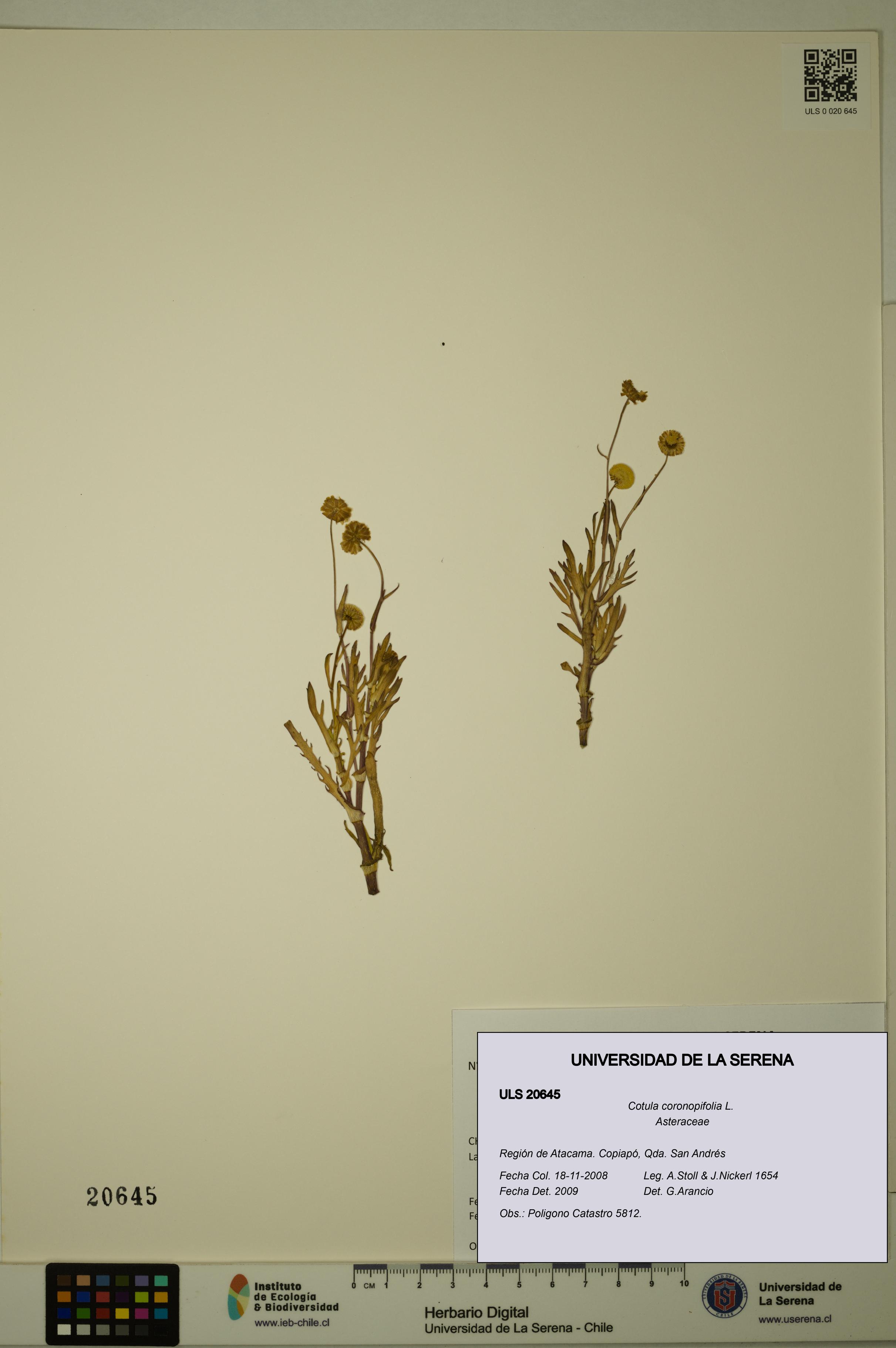Cotula coronopifolia [Espécimen: ULS:ULS:0020645]