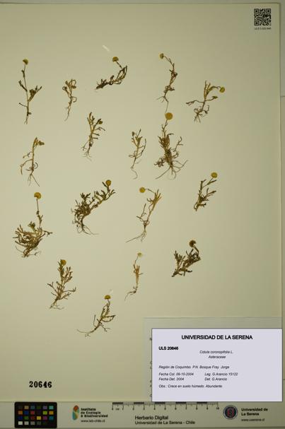 Cotula coronopifolia [Espécimen: ULS:ULS:0020646]