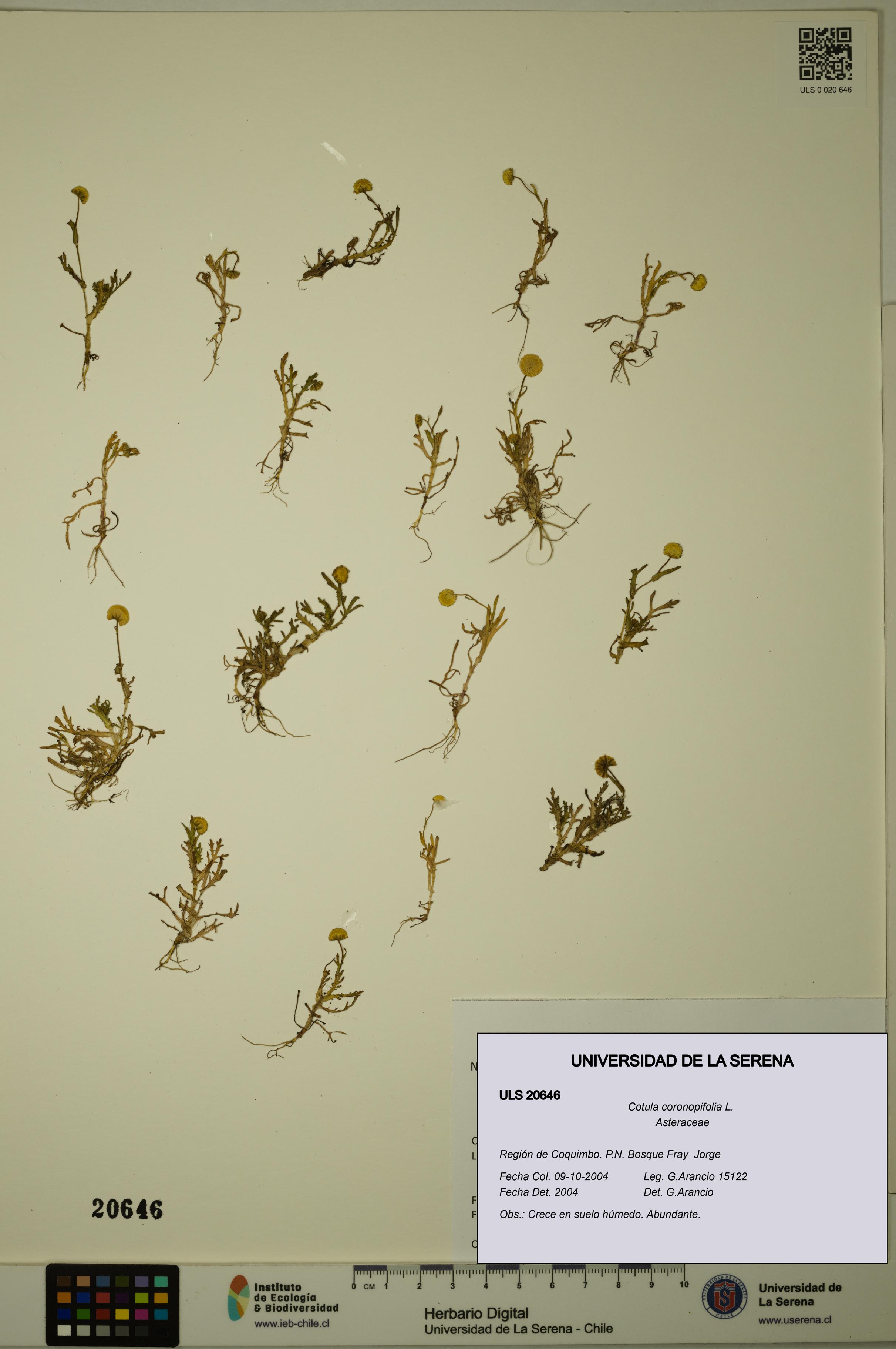 Cotula coronopifolia [Espécimen: ULS:ULS:0020646]