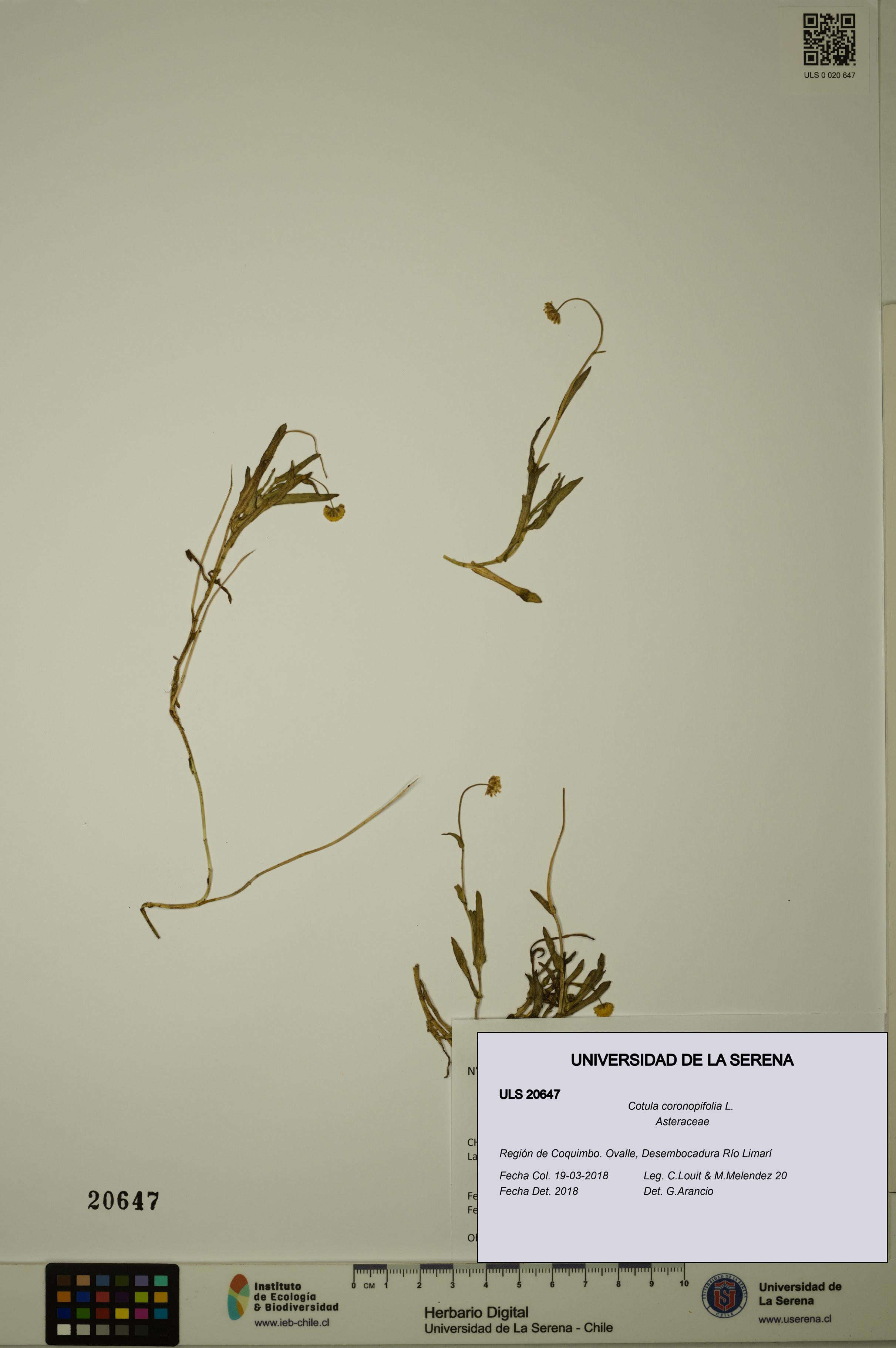 Cotula coronopifolia [Espécimen: ULS:ULS:0020647]