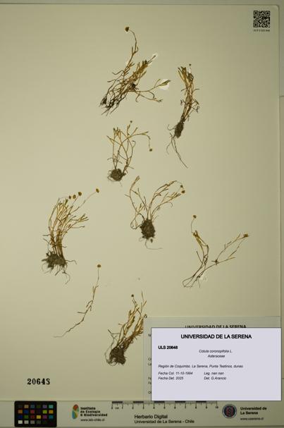 Cotula coronopifolia [Espécimen: ULS:ULS:0020648]