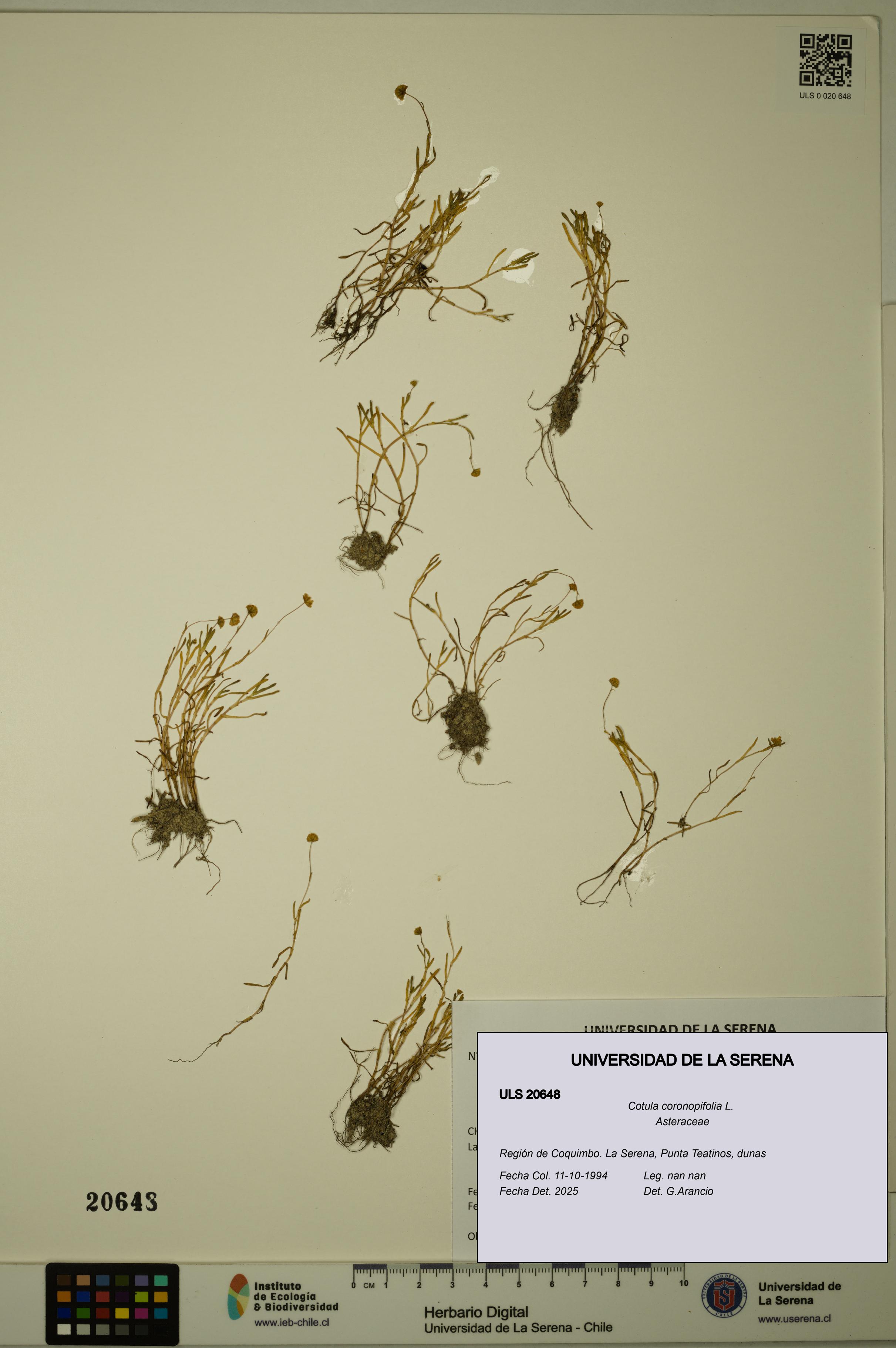 Cotula coronopifolia [Espécimen: ULS:ULS:0020648]