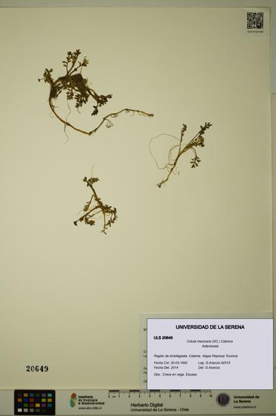 Cotula mexicana [Espécimen: ULS:ULS:0020649]