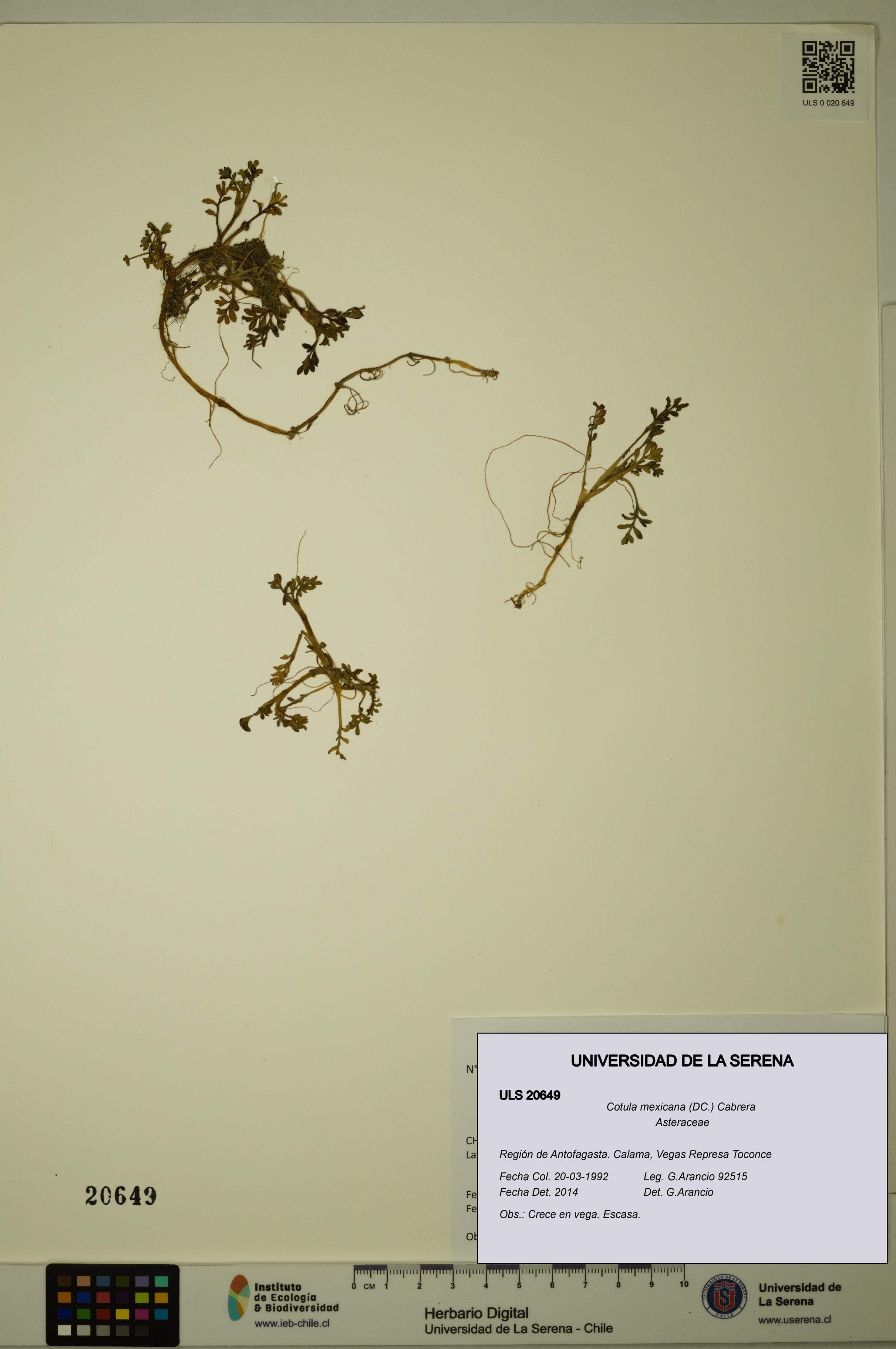 Cotula mexicana [Espécimen: ULS:ULS:0020649]