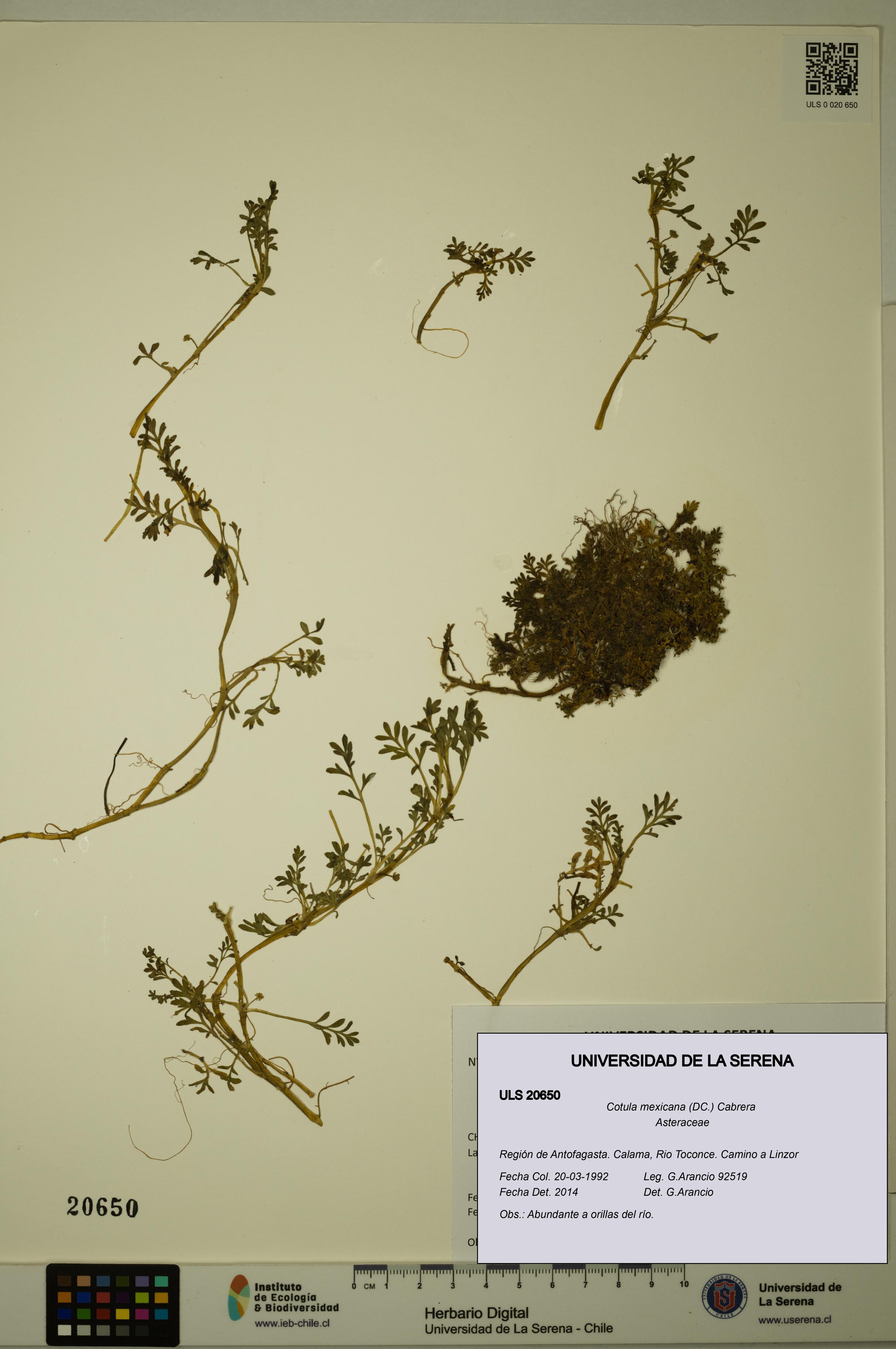 Cotula mexicana [Espécimen: ULS:ULS:0020650]