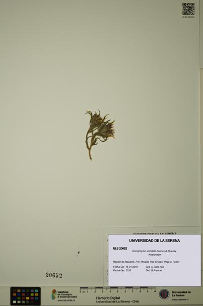 Doniophyton weddellii [Espécimen: ULS:ULS:0020652]