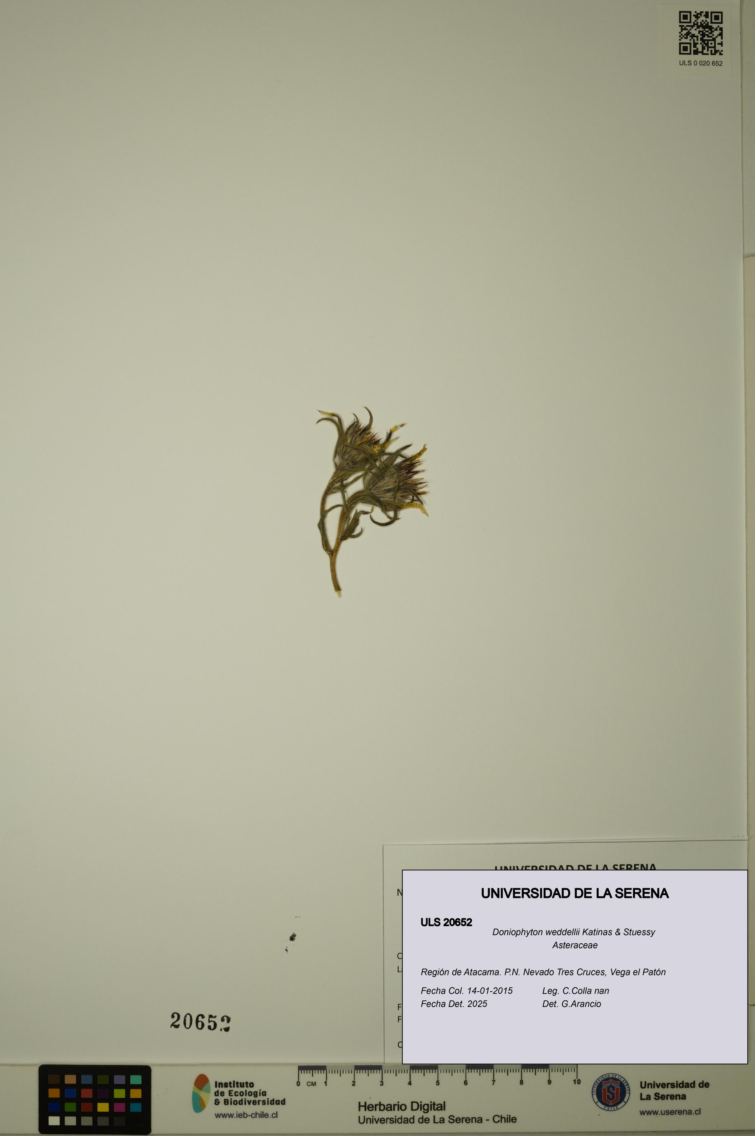 Doniophyton weddellii [Espécimen: ULS:ULS:0020652]