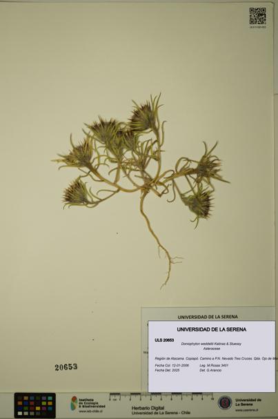 Doniophyton weddellii [Espécimen: ULS:ULS:0020653]