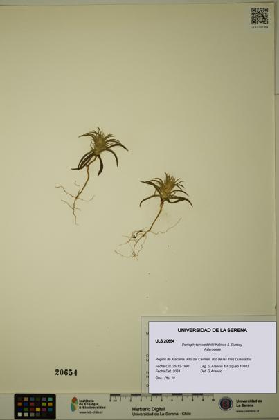 Doniophyton weddellii [Espécimen: ULS:ULS:0020654]