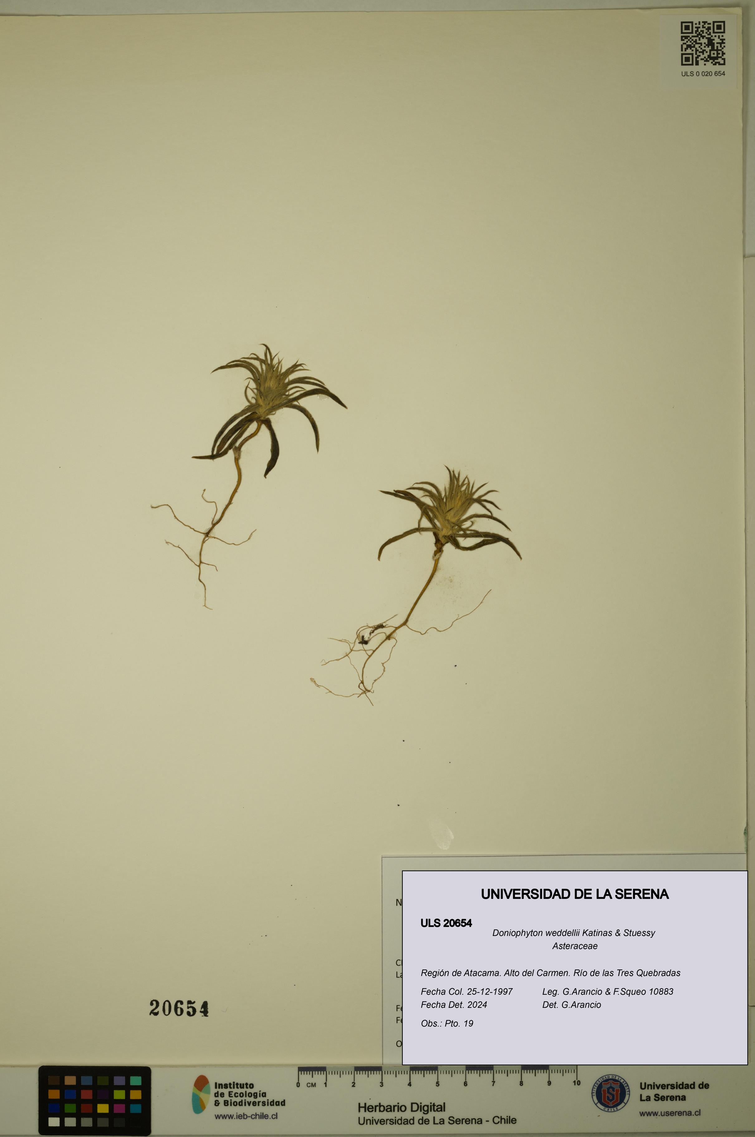 Doniophyton weddellii [Espécimen: ULS:ULS:0020654]