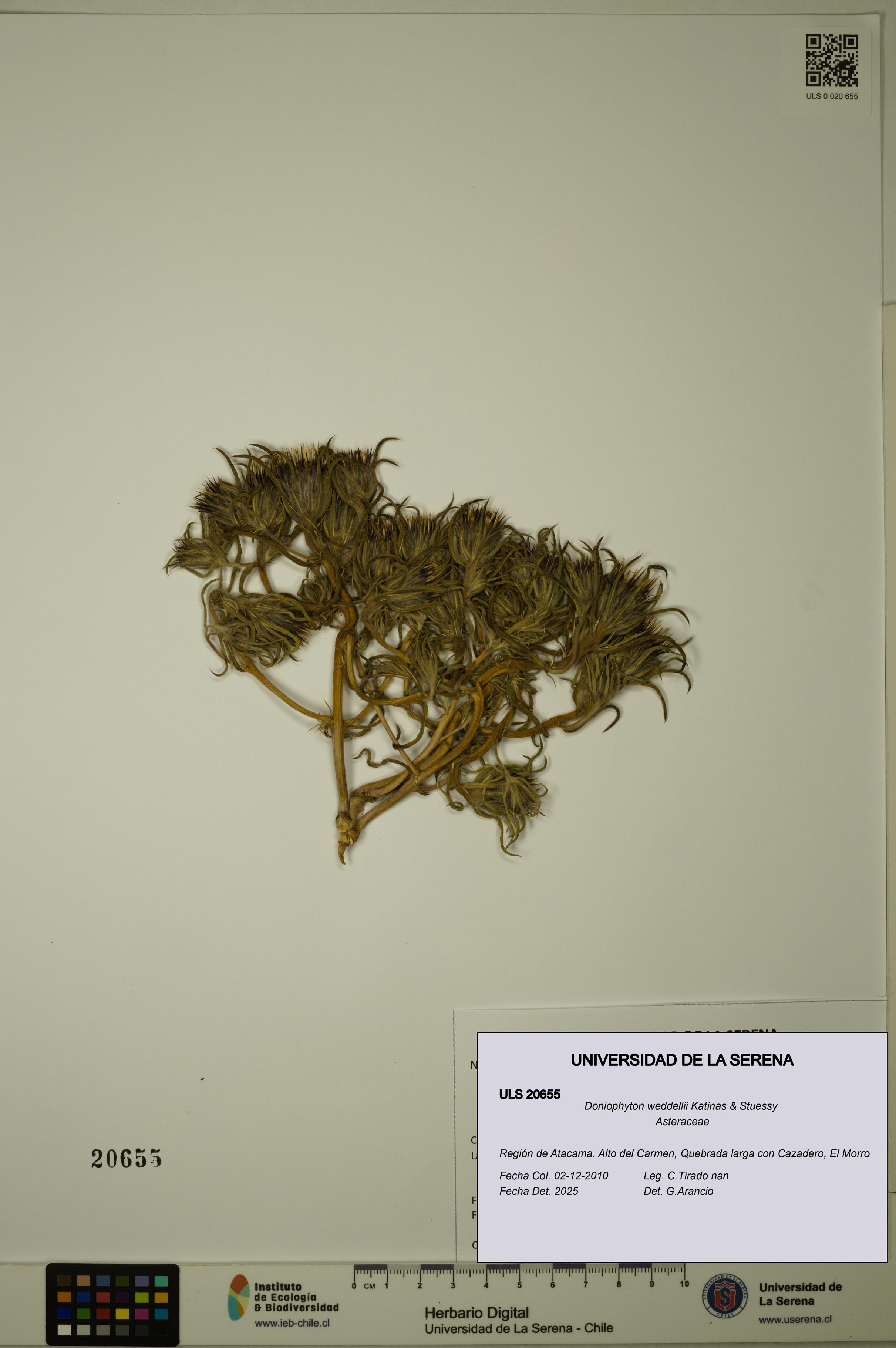 Doniophyton weddellii [Espécimen: ULS:ULS:0020655]