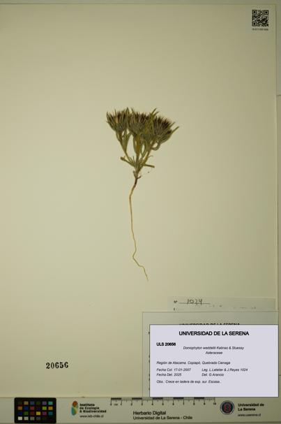 Doniophyton weddellii [Espécimen: ULS:ULS:0020656]