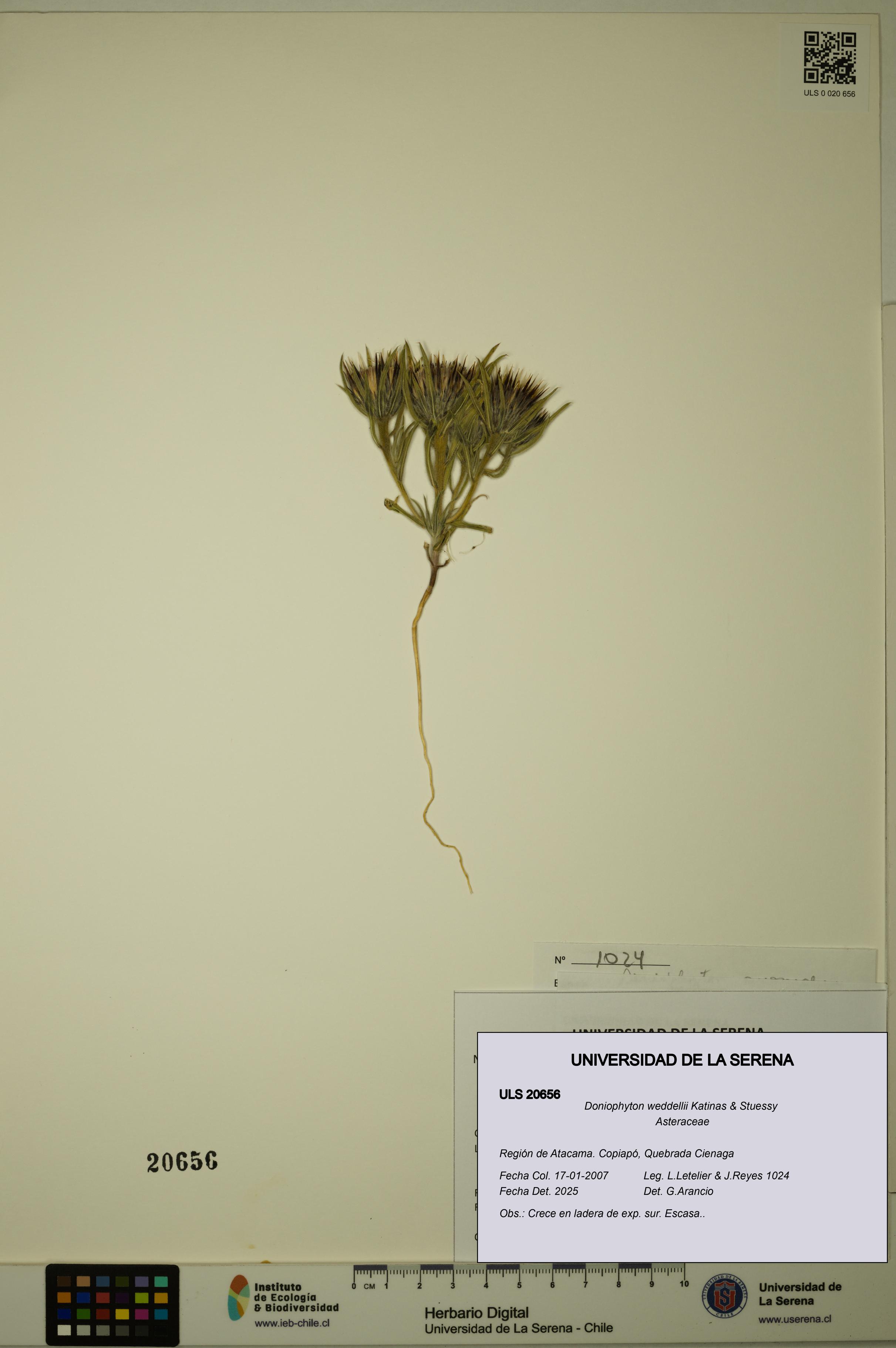 Doniophyton weddellii [Espécimen: ULS:ULS:0020656]