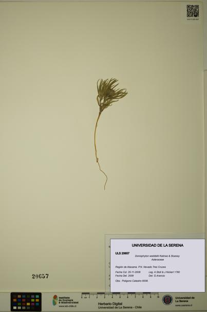 Doniophyton weddellii [Espécimen: ULS:ULS:0020657]