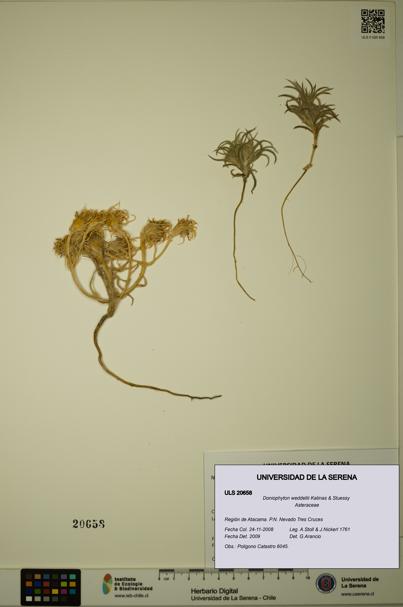 Doniophyton weddellii [Espécimen: ULS:ULS:0020658]