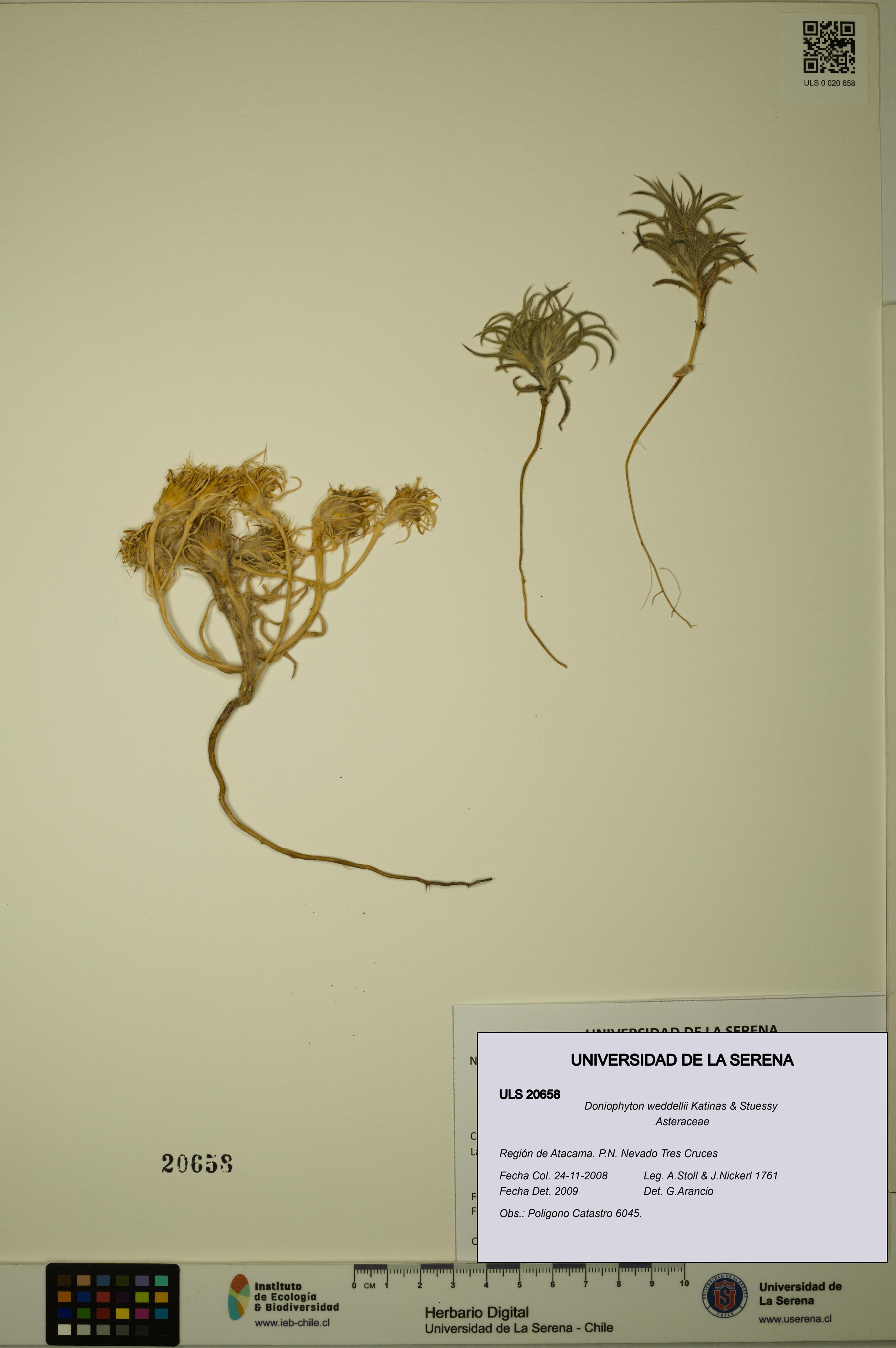 Doniophyton weddellii [Espécimen: ULS:ULS:0020658]
