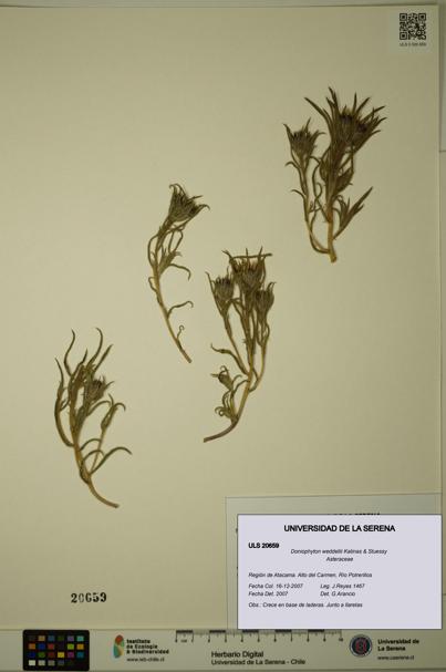 Doniophyton weddellii [Espécimen: ULS:ULS:0020659]