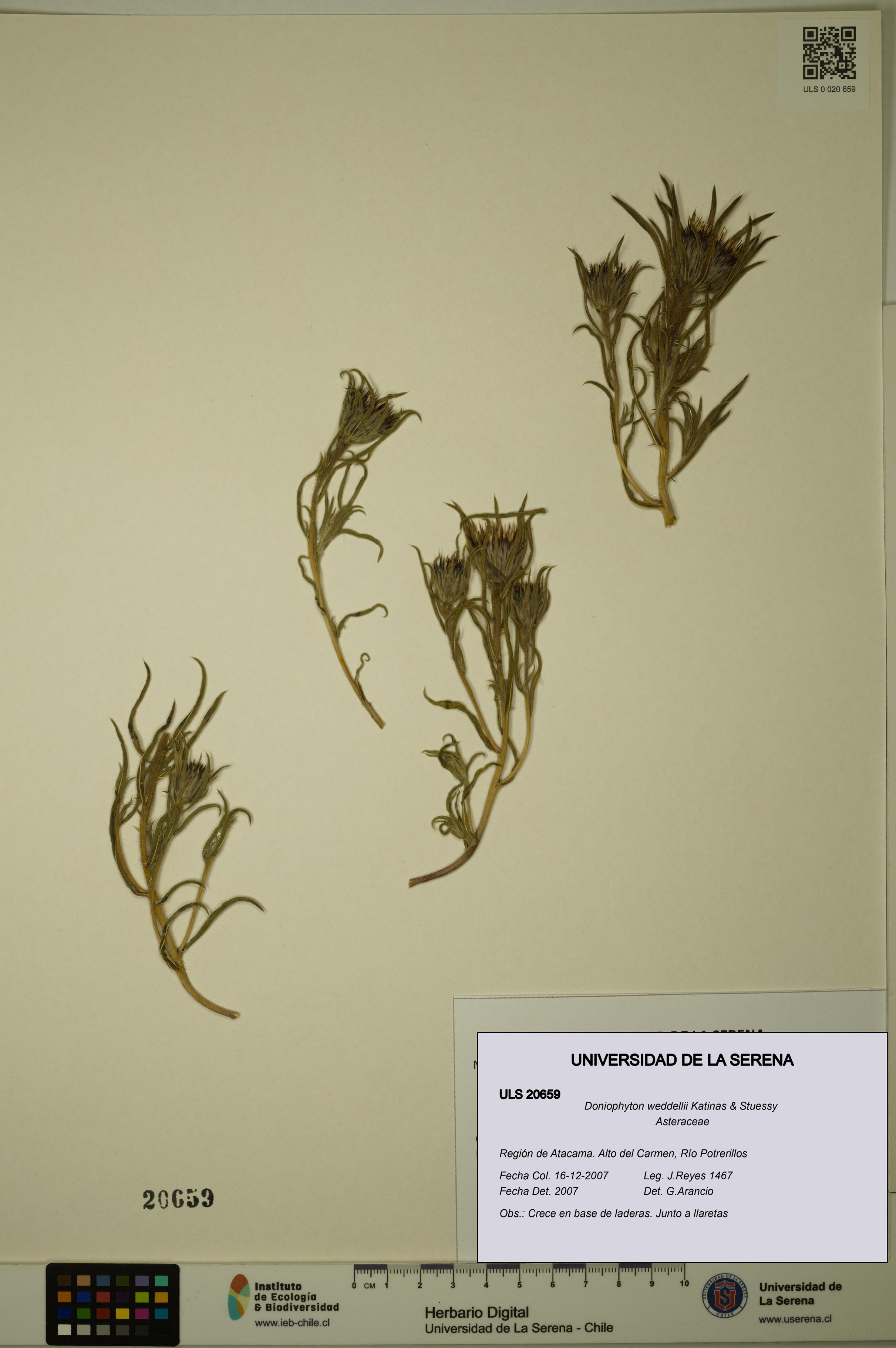 Doniophyton weddellii [Espécimen: ULS:ULS:0020659]