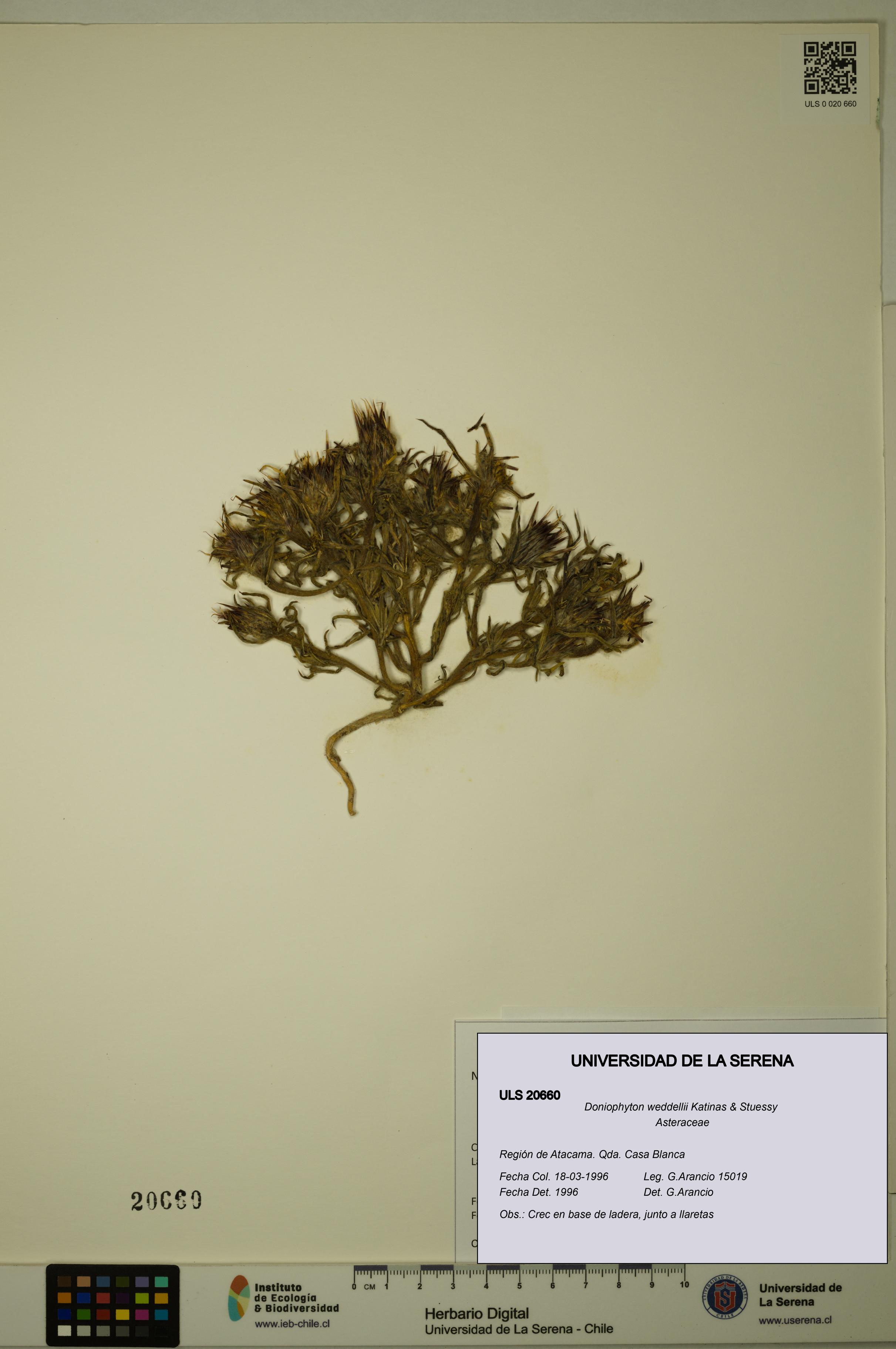 Doniophyton weddellii [Espécimen: ULS:ULS:0020660]