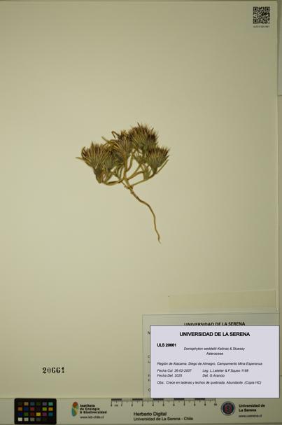 Doniophyton weddellii [Espécimen: ULS:ULS:0020661]
