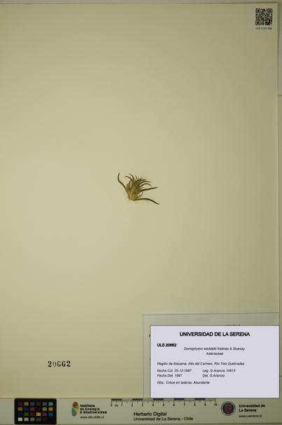 Doniophyton weddellii [Espécimen: ULS:ULS:0020662]
