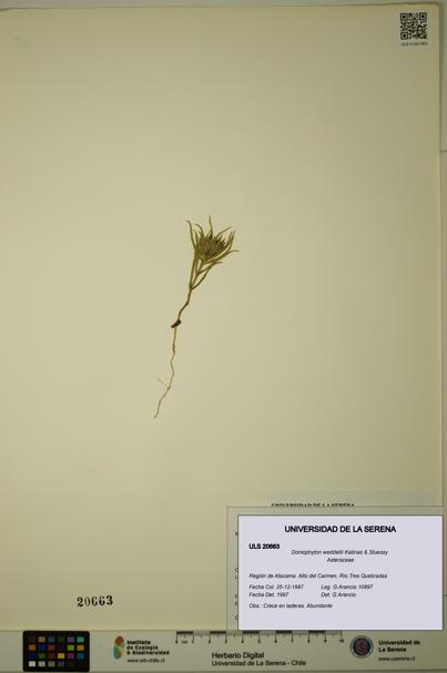 Doniophyton weddellii [Espécimen: ULS:ULS:0020663]