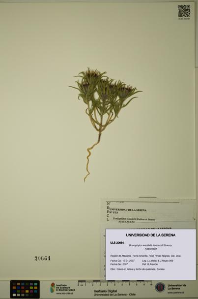 Doniophyton weddellii [Espécimen: ULS:ULS:0020664]