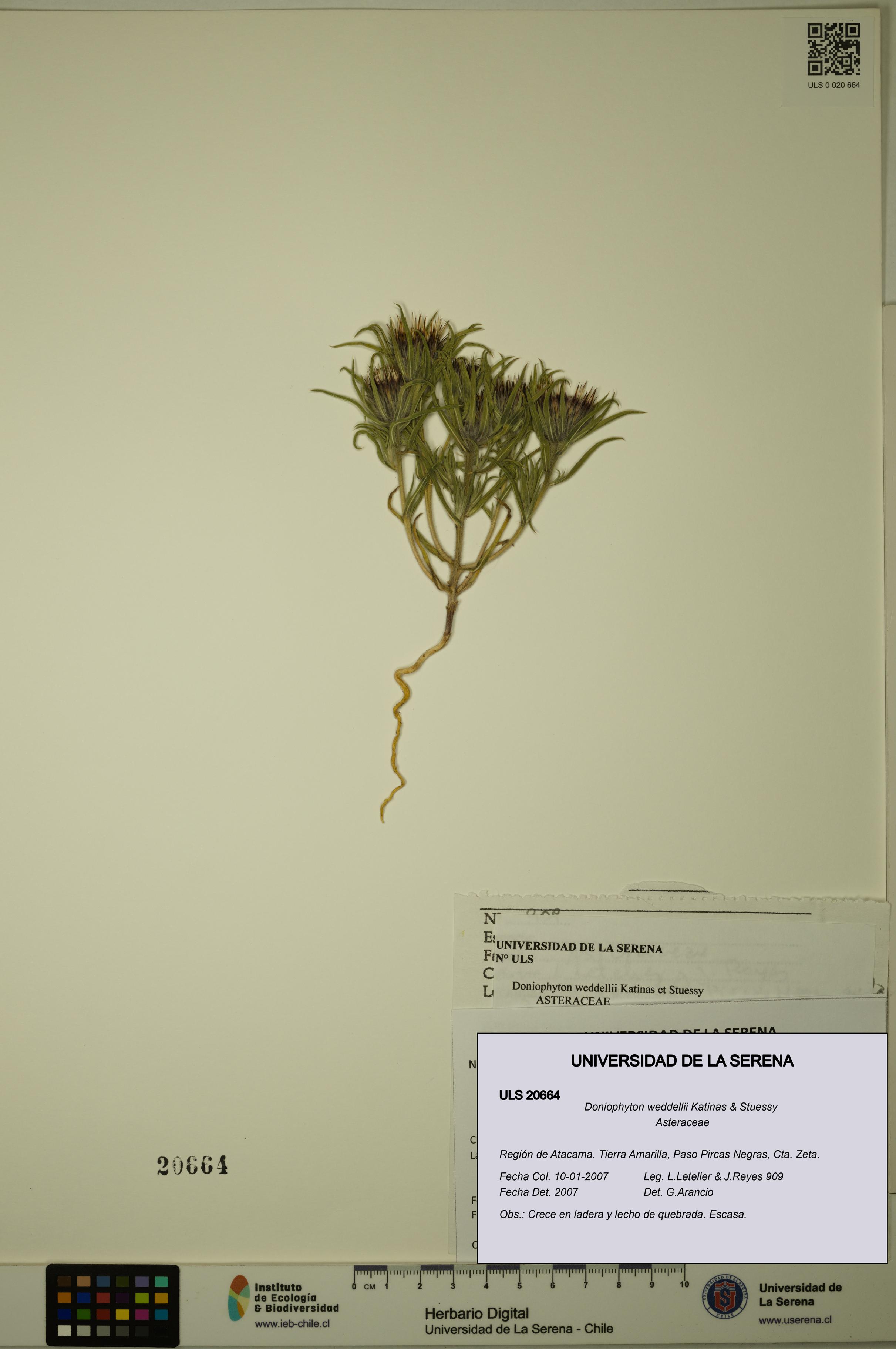 Doniophyton weddellii [Espécimen: ULS:ULS:0020664]