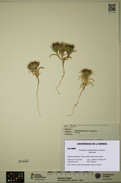 Doniophyton weddellii [Espécimen: ULS:ULS:0020665]