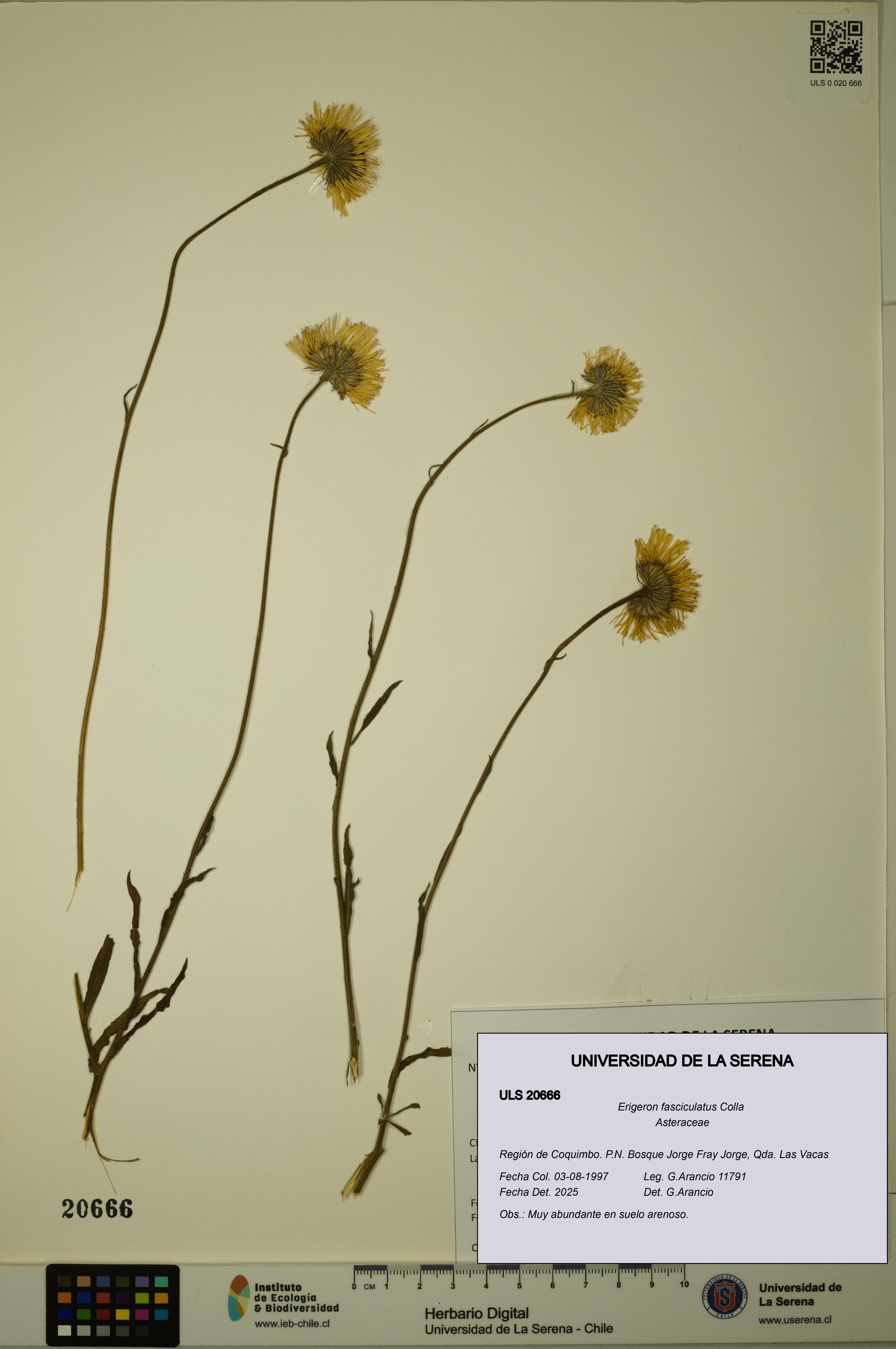 Erigeron fasciculatus [Espécimen: ULS:ULS:0020666]