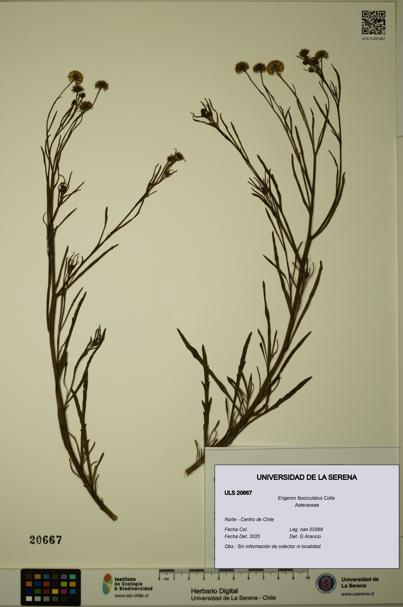 Erigeron fasciculatus [Espécimen: ULS:ULS:0020667]