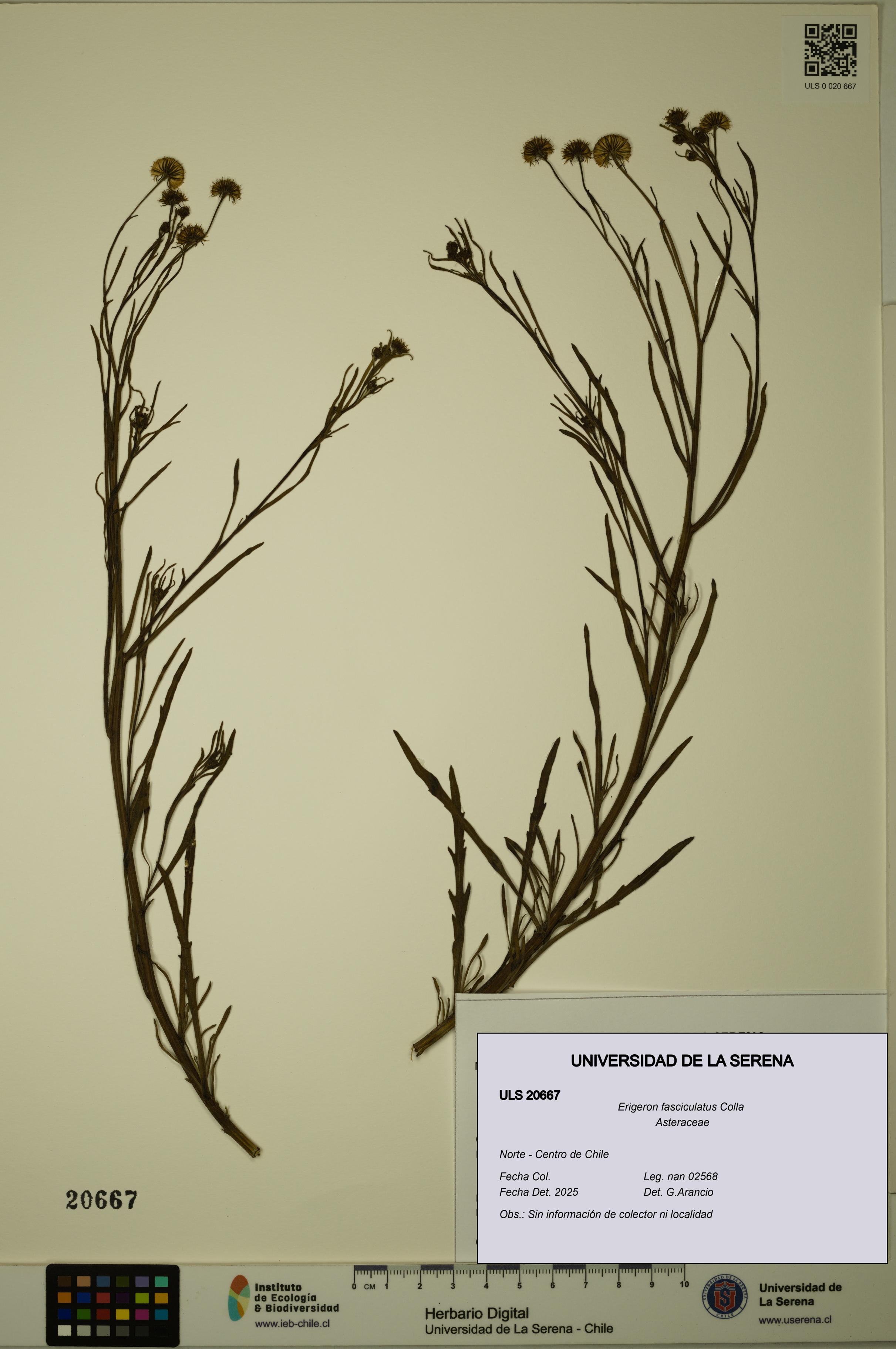 Erigeron fasciculatus [Espécimen: ULS:ULS:0020667]