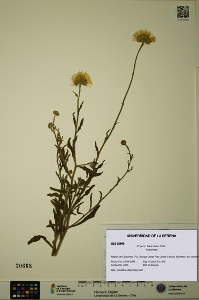 Erigeron fasciculatus [Espécimen: ULS:ULS:0020668]