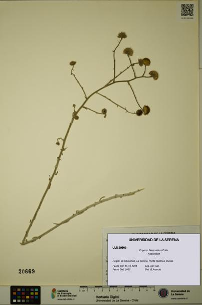 Erigeron fasciculatus [Espécimen: ULS:ULS:0020669]