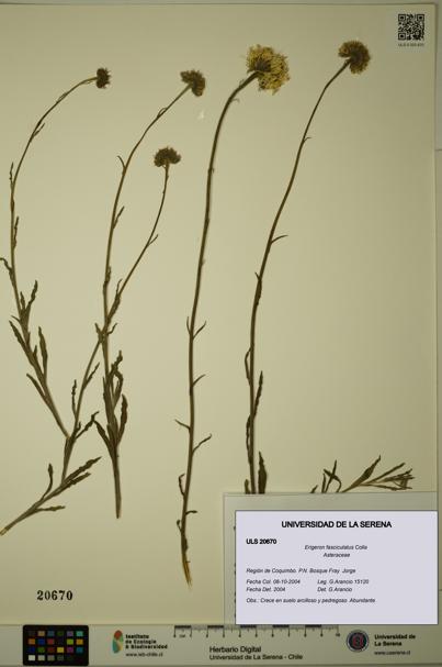 Erigeron fasciculatus [Espécimen: ULS:ULS:0020670]