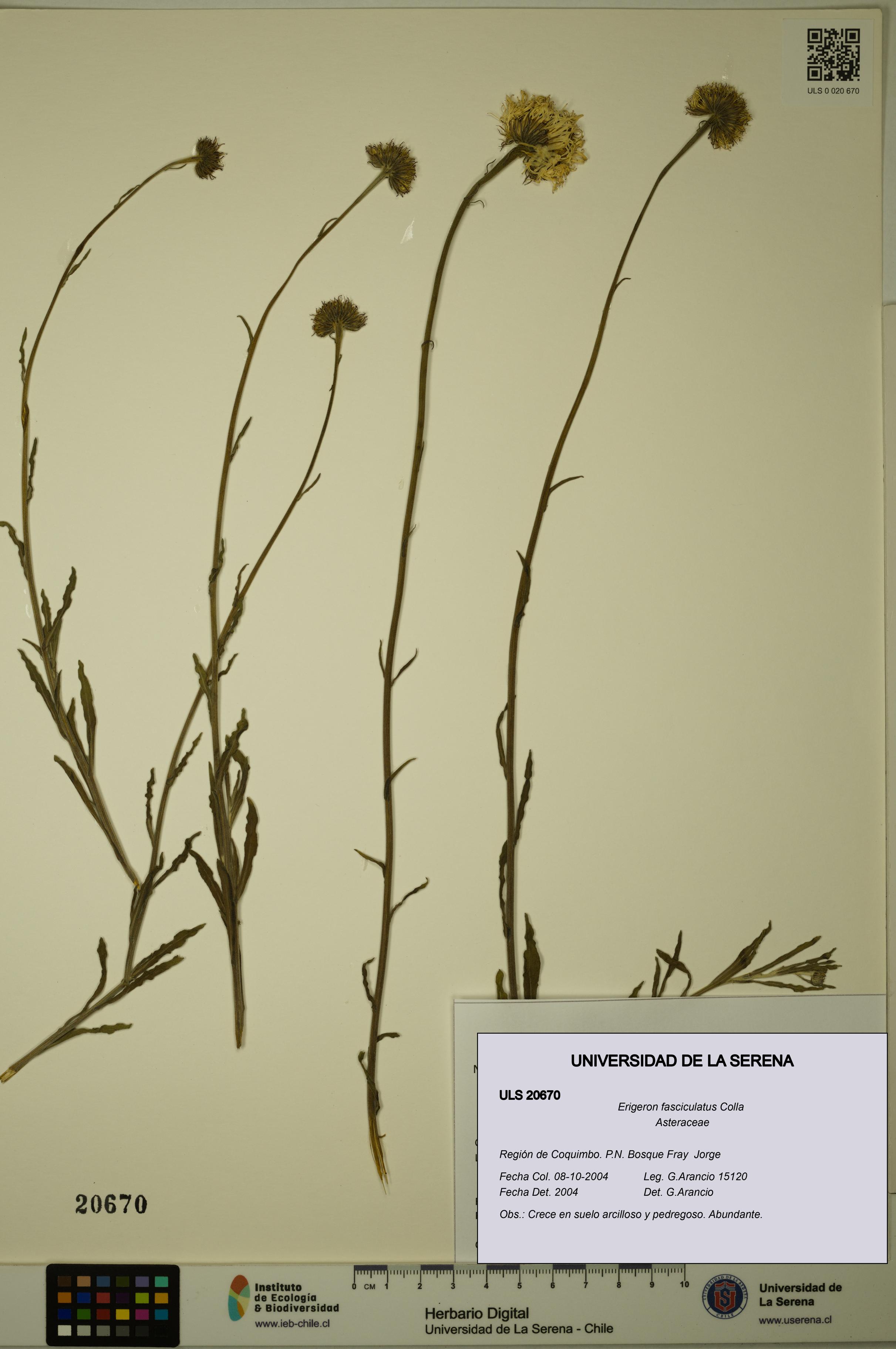 Erigeron fasciculatus [Espécimen: ULS:ULS:0020670]