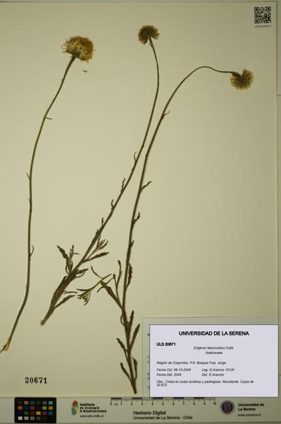 Erigeron fasciculatus [Espécimen: ULS:ULS:0020671]