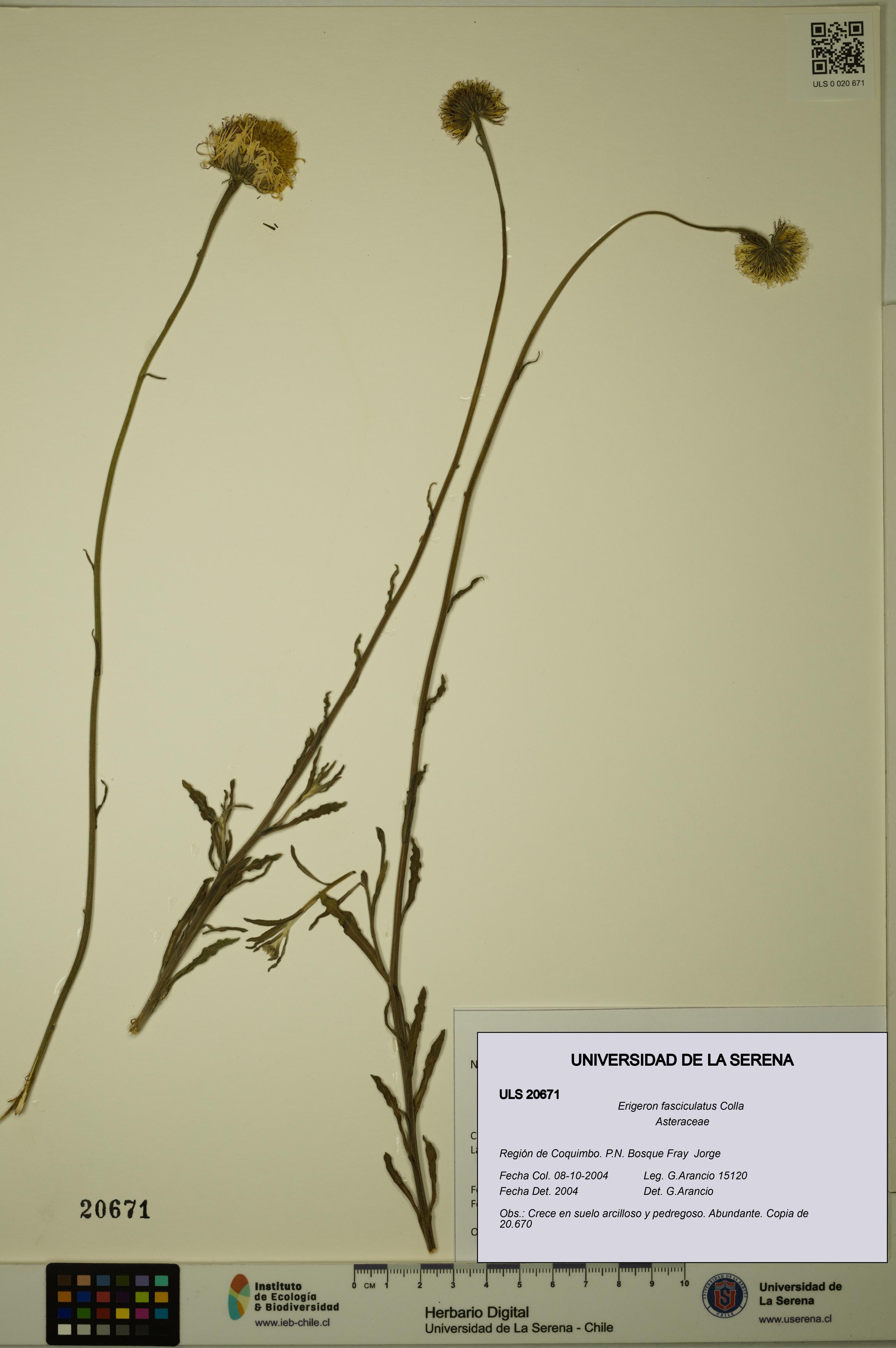 Erigeron fasciculatus [Espécimen: ULS:ULS:0020671]